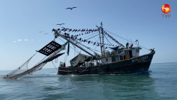 Ganan más pero rinde menos: Pescadores