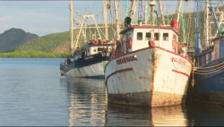 Confían pescadores en autoridades para poder exportar camarón a EU