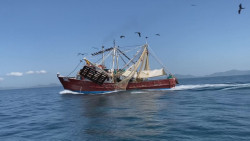 Si las capturas de camarón en el sur de Sinaloa no mejorar será un crisis a la pesca