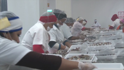Listas las maquiladoras para recibir camarón de altamar