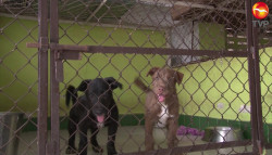 Amigos de los Animales A.C., podría tener su "Dog Park"