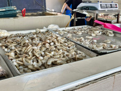 REGISTRAN PESCADERÍAS DEL MERCADITO UNIÓN RECUPERACIÓN EN VENTAS