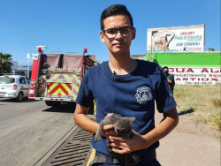 TRAS CAER EN UNA ALCANTARILLA, EL CUERPO DE BOMBEROS RESCATÓ A UN GATITO SOBRE LA CALLE GUERRERO.