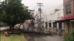 Alrededor de 200 arboles caídos en Mazatlán por "Pamela".