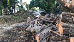 Piden recojan arboles que obstruyen la calle
