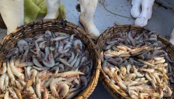 Ya se podrá exportar camarón mexicano a Estados Unidos