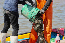 Esperan pescadores del Sur de Sonora una pronta comercialización con EUA