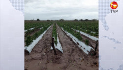 Agricultores afectados por "Pamela", urgen apoyo de las autoridades