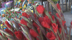 40 permisos ha emitido al momento el Ayuntamiento de Culiacán