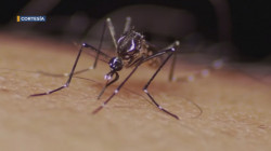 Repuntan casos de rickettsia en niños de Cajeme, además de casos de Dengue en Bácum