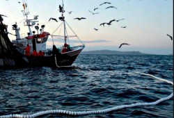 Cuestión de justicia la recertificación del camarón mexicano: CANAINPESCA