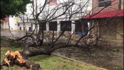 Reforestaran arboles caídos por "Pamela"