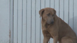 Piden protectoras de animales paro a adopciones de perros y gatos