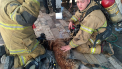 Salvan a perrito de incendio en Isla Residencial
