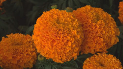 Flor de cempasúchil para altares de muertos, salud y gastronomía