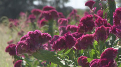 Se viste la calzada Francisco Villanueva de lindos colores con las bellas manos panteras