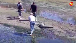 Atrapan a cocodrilo en Arroyo Jabalines de Mazatlán