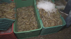 Por culminar cosechas de camarón de cultivo en el Sur de CO, con resultados positivos.