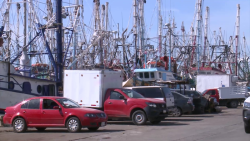 Se amarra otro 10% de la flota camaronera