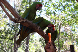 La reserva ecológica de la UAS ya abrió sus puertas