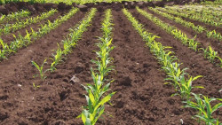 Habrá apoyos para pequeños productores de Sinaloa durante el 2022