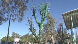Alistan colecta para crear el árbol de las raquetas