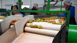 De manera positiva se mantiene el desarrollo del tomate en este nuevo ciclo