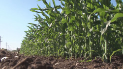 Insuficiente el presupuesto al agro en Sinaloa