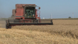 Mantienen cambios climatológicos con preocupación a los productores agrícolas