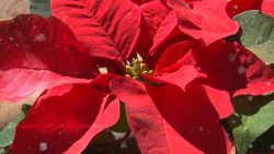 La Flor de Noche Buena, considerada una de las más bonitas del mundo