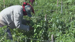 Productores mantienen apoyos alimenticios para jornaleros