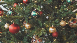 Origen del pino de navidad