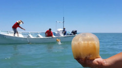 Es Sonora líder nacional en producción de aguamala “bola de cañón”