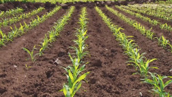 Planean impulsar desde Sinaloa debate nacional agrícola para recuperar rentabilidad del campo