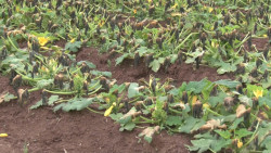 Comienzan las acciones para proteger a las hortalizas del Sur de Sonora