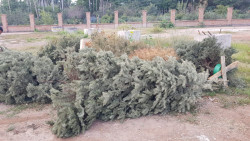 Invitan a no tirar pinos navideños en la vía publica