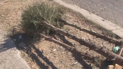 Los centros de acopio de pinos navideños seguirán abiertos