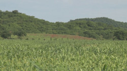 Este jueves se abre la convocatoria para las coberturas de productores de maíz