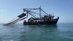Se amarra a puerto el 70% de la flota camaronera de Mazatlán