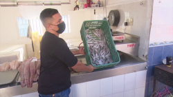 Llego el pez pajarito y se vendió rápidamente