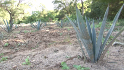 Agave espadín es la alternativa para explotar tierras de acostadero