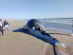 Hayan muerta a ballena de 8 metros en la Playa de Isla Macapule, Guasave