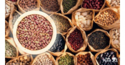 Baja consumo de frijol. Mexicanos lo creen "comida de pobres": UNAM