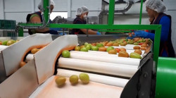 Mantienen productores de tomate complicaciones en la exportación