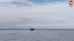 Avistamiento de ballenas, ¡ sin vigilancia !