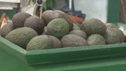 Reinicia la exportación de aguacate de Michoacán a E.U.