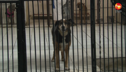 No compres, mejor adopta una mascota