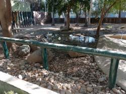 Sin limpieza el zoológico  de Culiacán