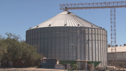 Productores no malbaraten la cosecha de frijol