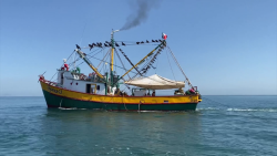Temporada crítica de pesca de camarón en altamar, se acerca la veda.